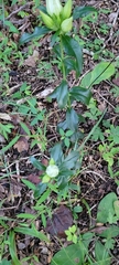 Gentianeae