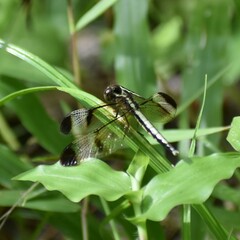 Neurothemis tullia