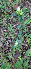 Gentianeae