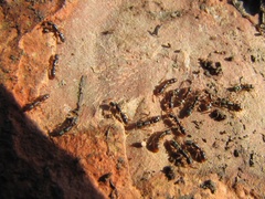 Ponera pennsylvanica