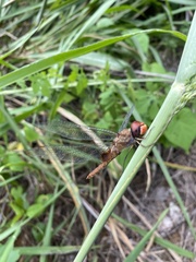 Pantala hymenaea