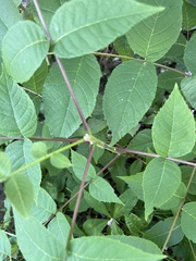 Sorbus decora