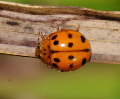 Harmonia octomaculata