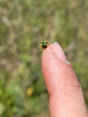 Augochloropsis metallica