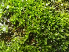 Physcomitrium pyriforme