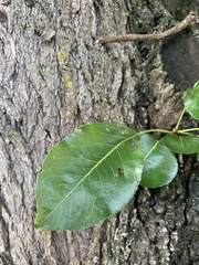 Pyrus