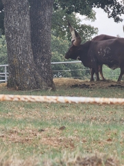 Bos indicus × taurus