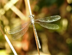 Lestes congener