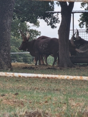 Bos indicus × taurus
