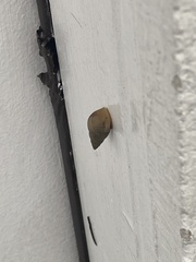 Bulimulus bonariensis