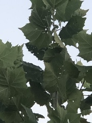 Platanus