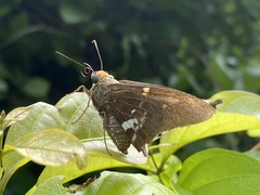 Epargyreus cruza