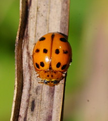 Harmonia octomaculata