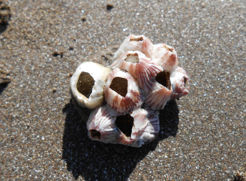 Balanus trigonus