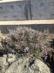 Limonium californicum