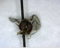 Fazia micrura