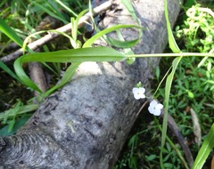 Veronica scutellata