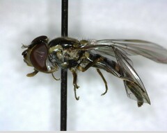 Fazia micrura