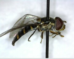 Fazia micrura