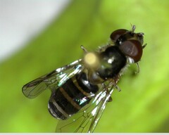 Fazia micrura