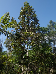 Codia jaffrei