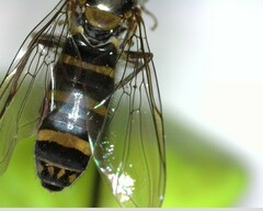 Fazia micrura