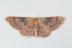 Idaea demissaria