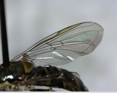 Fazia micrura