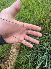 Tricoryne elatior