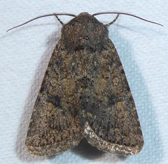 Protorthodes alfkenii