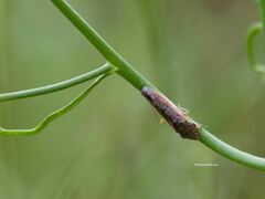 Homalodisca liturata
