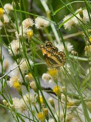 Chlosyne californica