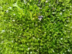 Physcomitrium pyriforme