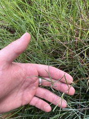 Tricoryne elatior