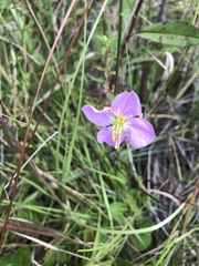 Rhexia mariana