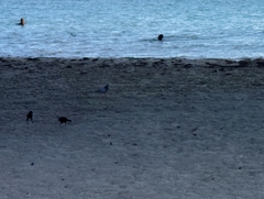 Quiscalus major westoni