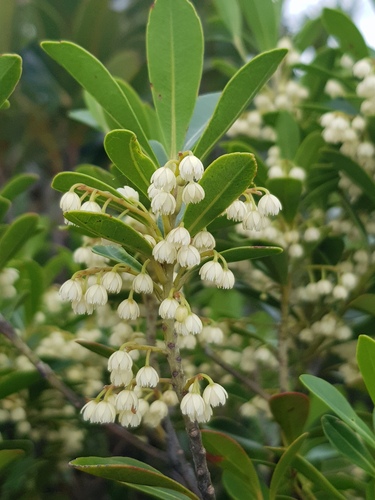 Elaeocarpus alaternoides
