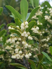 Elaeocarpus alaternoides