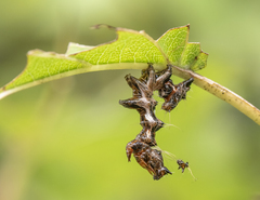 Harrisimemna trisignata