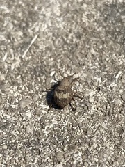 Pseudocneorhinus bifasciatus