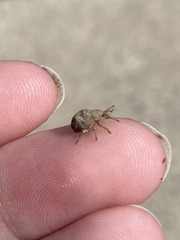 Pseudocneorhinus bifasciatus