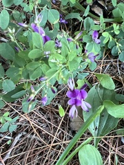 Lespedeza procumbens
