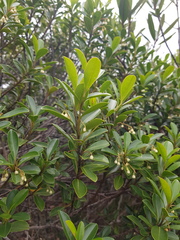 Elaeocarpus alaternoides