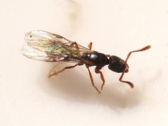 Ponera pennsylvanica