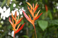 Heliconia psittacorum