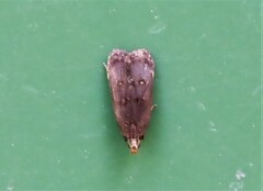 Dichomeris juncidella