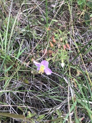 Rhexia mariana