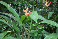 Heliconia psittacorum