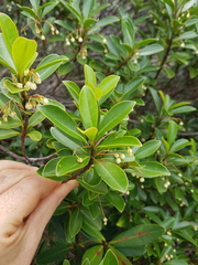 Elaeocarpus alaternoides