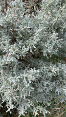 Santolina chamaecyparissus